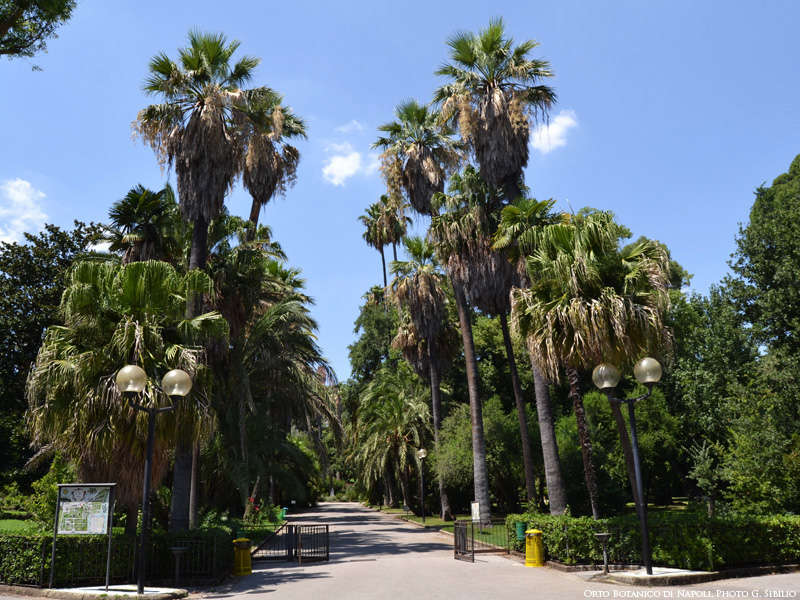 Real Orto botanico di Napoli