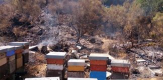 Incendi sul Vesuvio, roghi della vergogna: morti 59 mln di insetti