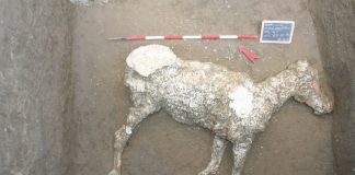 Pompei, meravigliosi ritrovamenti: un cavallo e altri reperti