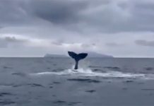 Golfo di Napoli, avvistata una balena: meravigliose immagini (VIDEO)