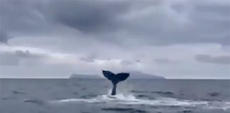 Golfo di Napoli, avvistata una balena: meravigliose immagini (VIDEO)