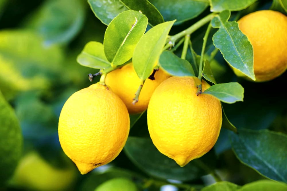 Festa dei limoni, Massa Lubrense: sagra che profuma d'estate