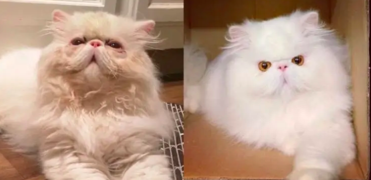 18 foto prima e dopo di gatti salvati dall'adozione