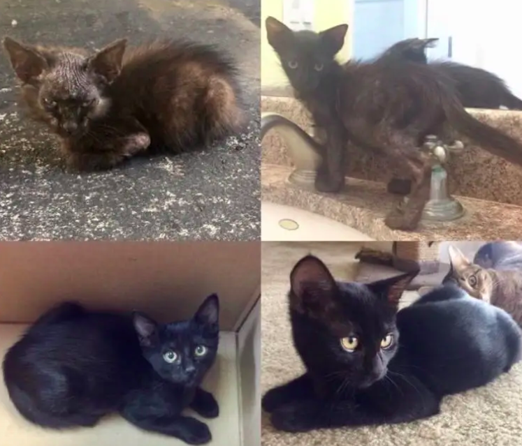 18 foto prima e dopo di gatti salvati dall'adozione