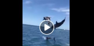 Gruppo di delfine che danza nel Golfo di Napoli