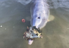 Ai Delfini mancano gli umani ai quali portano doni dal mare