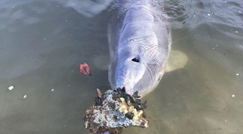 Ai Delfini mancano gli umani ai quali portano doni dal mare
