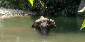 India, elefantessa incinta: arrestato l'uomo che ha creato l'ananas esplosiva