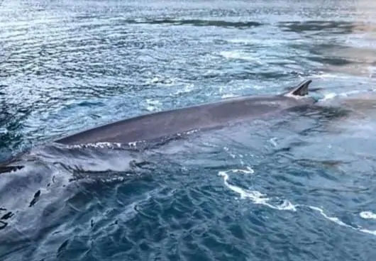 Balena arenata in Campania: morta nel golfo di Sorrento