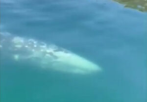 Campania, avvistata balena grigia dopo 300 anni