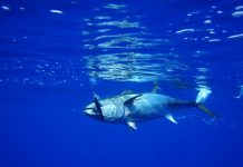 Ischia, pescato un tonno con una siringa nella pancia