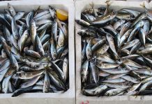 Salerno, sequestrati 90 chili di pesce privo di tracciabilità