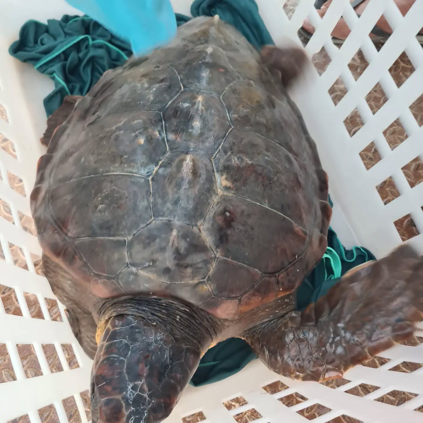 Dal mare della Gaiola all’ospedale di Portici: salvata una tartaruga