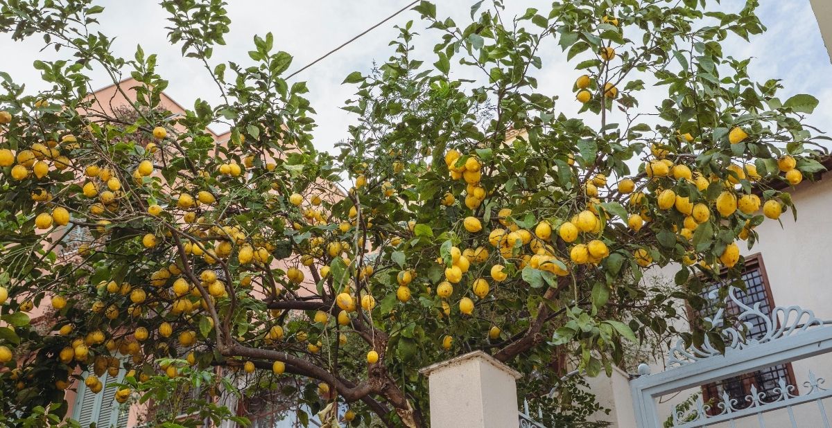 Pompei, lanciano limoni contro i passanti: 17enne ferita, un giovane denunciato